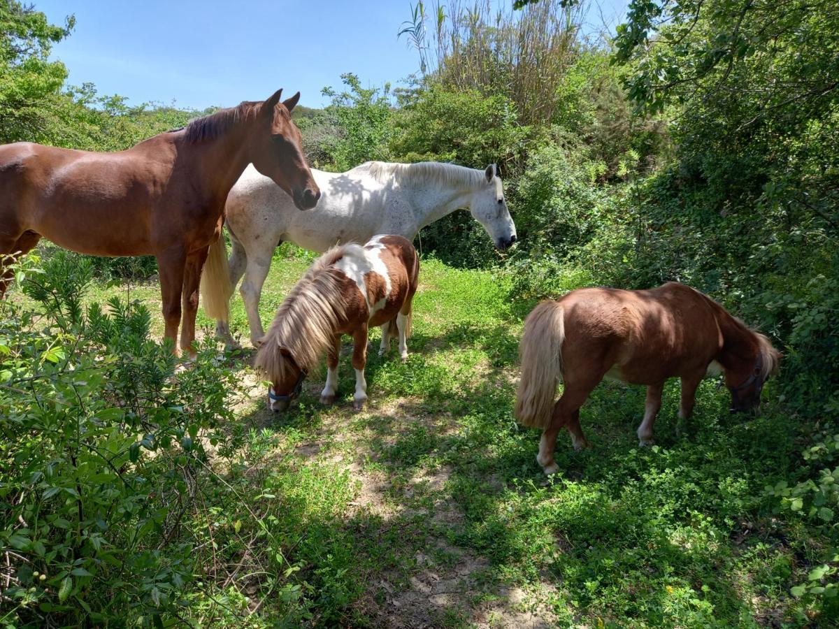 Casinha Da Lareira - Quintinha Dos Cavalos- Arruda Dos Vinhos Bagian luar foto
